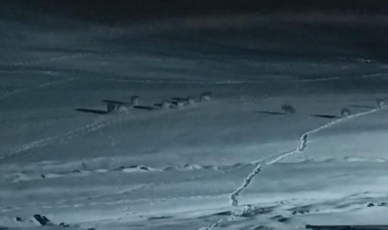 Vanda yiyecek arayan kurt sürüsü görüntülendi