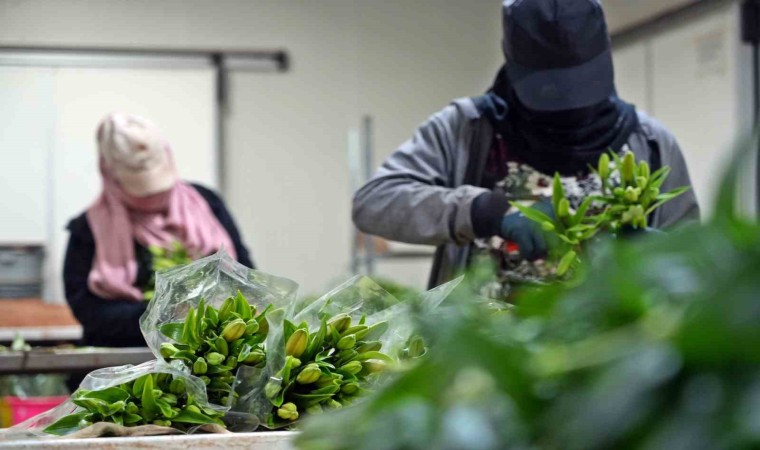 Antalyadan Sevgililer Günü için dünyaya Türkiye nüfusu kadar çiçek