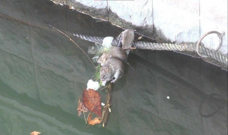 (ÖZEL) Porsuk Çayı çevresi farelerin istilasına uğradı