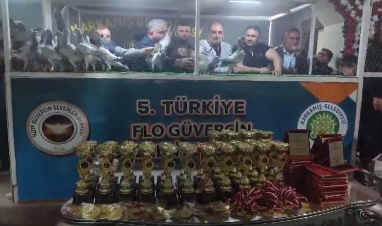 Türkiyenin en güzel güvercinleri Karkamışta görücüye çıktı