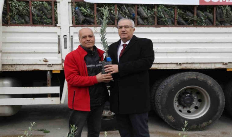 Çamelili çiftçilere 5 bin adet zeytin fidanı dağıtıldı