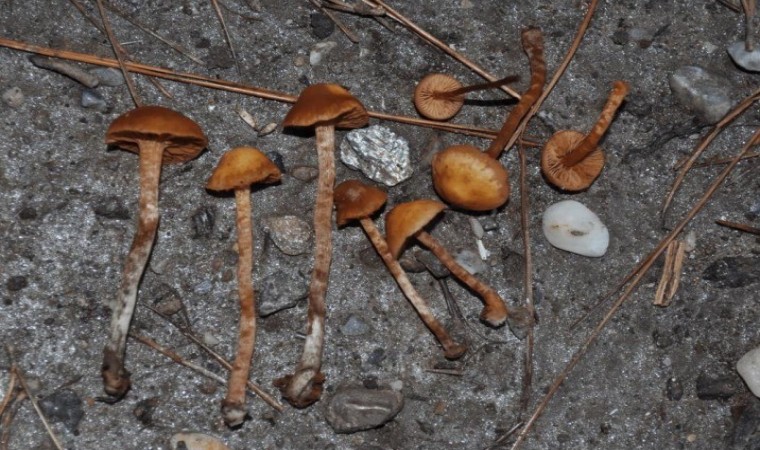 Keşfedilen ölümcül mantarın Türkiyedeki ilk kaydı Aydında yapıldı