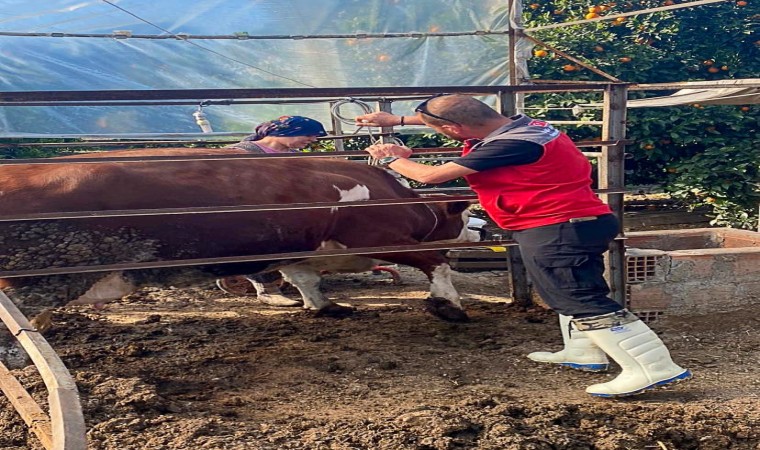 Ekşiliyurtta büyükbaş hayvanlar şap aşısıyla koruma altında