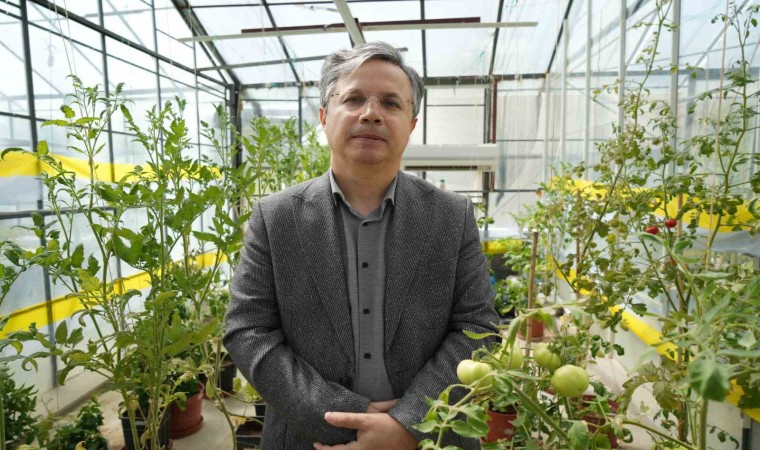 Kuraklık stresine dayanıklı domatesler geliyor