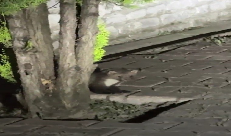 Safranboluda sansar cep telefonuyla görüntülendi