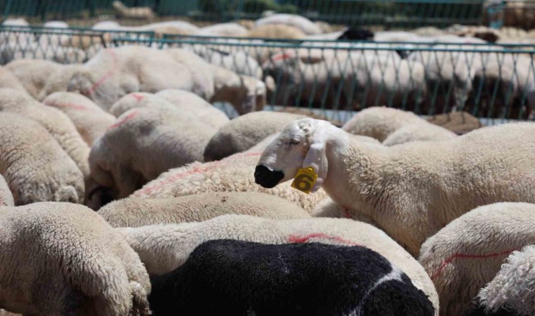 Kaliteli kurban seçmek için uzmanlardan öneri
