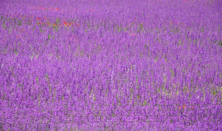 Karsta lavanta bahçesi büyülüyor