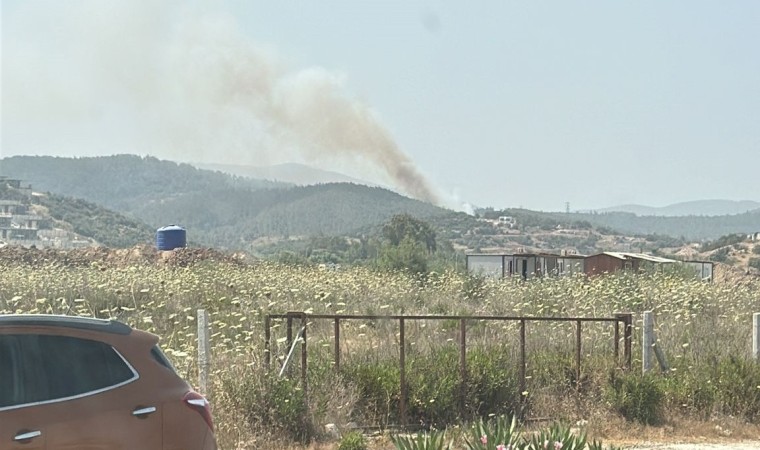 Milasta orman yangını