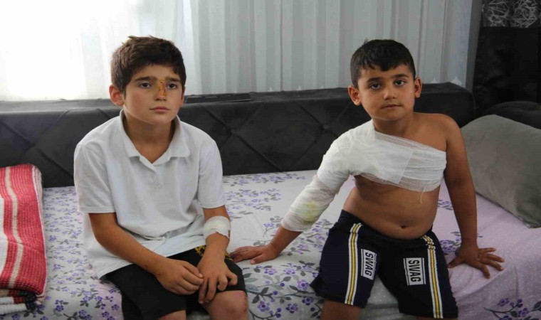 Muşta sahipsiz köpekler dehşet saçtı: İki kardeş yaralandı