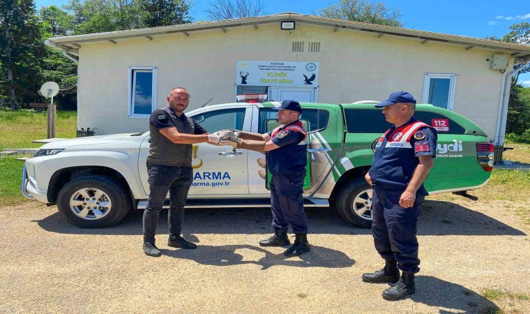 Sinopta yaralı martı tedavi altına alındı