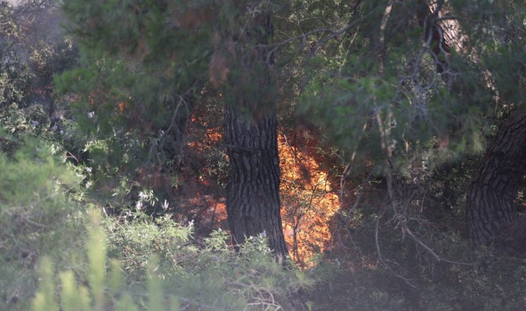 Ekoloji Uzmanı Prof. Dr. Neyişçiden yangına karşı rüzgar perdesi önerisi