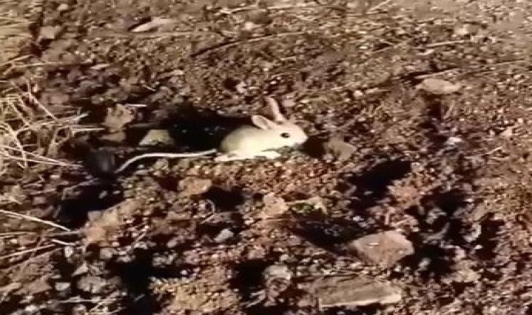 Elazığda kırmızı listede yer alan Arap tavşanı görüntülendi