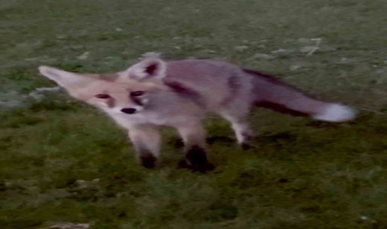 Karsta kuyruğuyla oynayan tilki kamerada