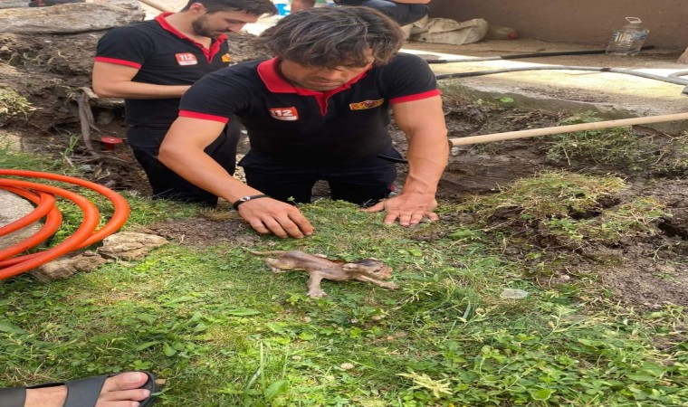 Lüleburgazda boruya sıkışan kedi kurtarıldı