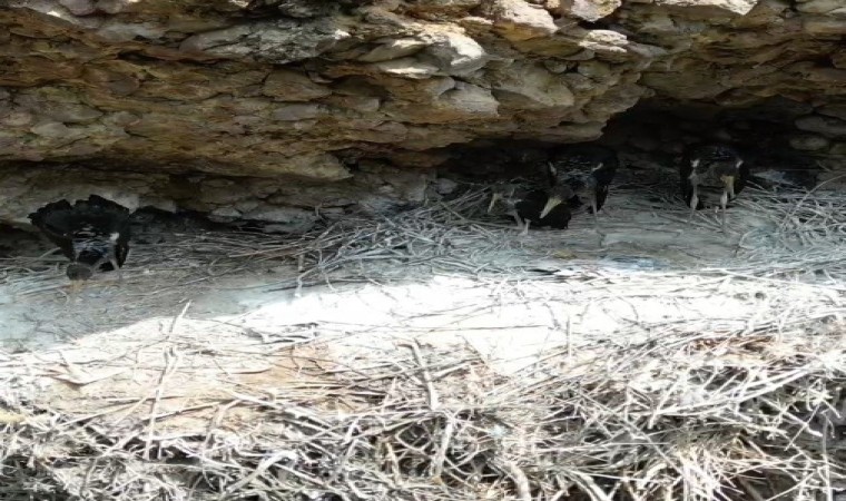 Türkiyede nadir bulunan kara leylekler Bingölde ilk defa dron ile görüntülendi