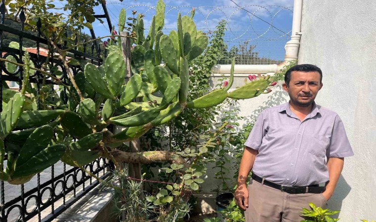 12 yıl önce bahçesine diktiği kaktüs boyunu geçti
