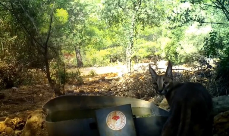 Antalyada sıcak havandan etkilenen yaban hayvanlarına can suyu