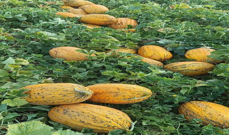 Arabanda kavun hasadı başlandı