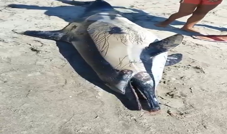 Kuşadasında sahile ölü yunus vurdu