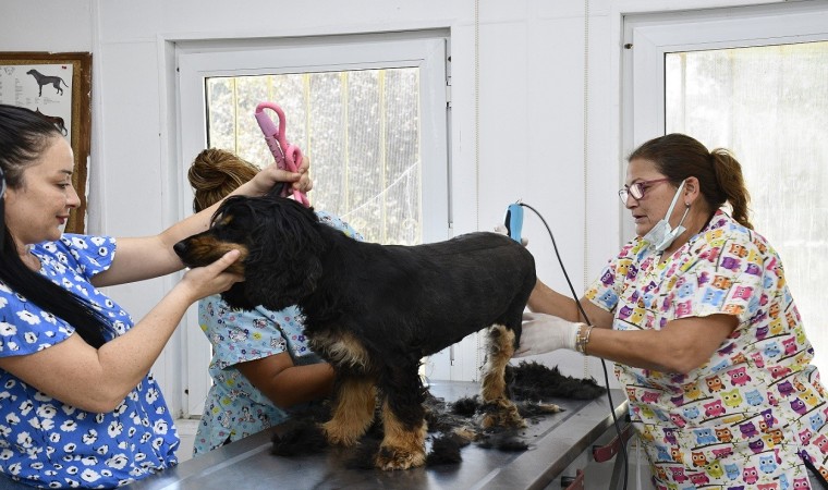 Kuşadasında sokak hayvanlarının pet kuaförü bile var