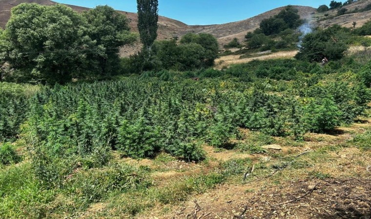 Licede 2 milyon 269 bin 200 kök kenevir ve skunk bitkisi imha edildi