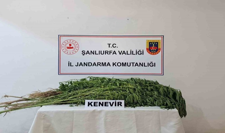 Suruçta 169 kök kenevir bitkisi ele geçirildi