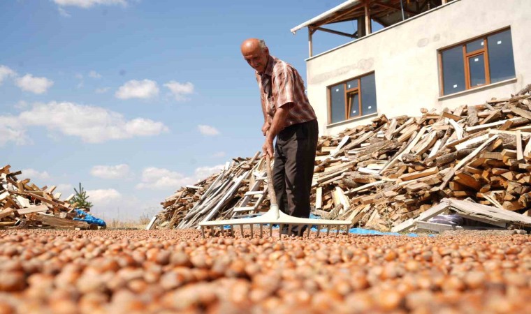 Fındığın zorlu mesaisi: Trabzonda binbir emekle toplanan fındıklar komşu il Bayburtta kurutuluyor