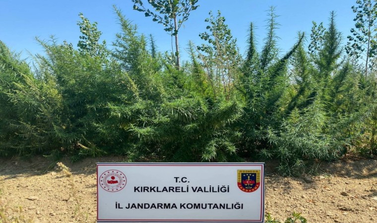 Kırklarelinde 1 milyon 896 bin 550 kök kenevir ele geçirildi