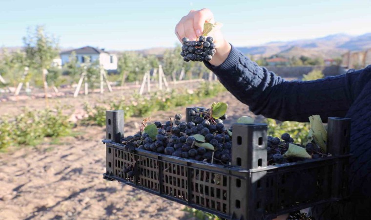 Talas Deneme Bahçesinde aronya hasadı