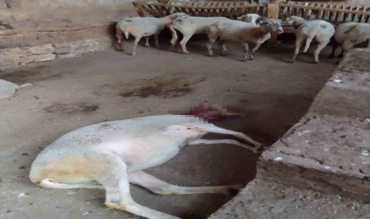Ağıla giren köpekler 13 koyunu yaraladı