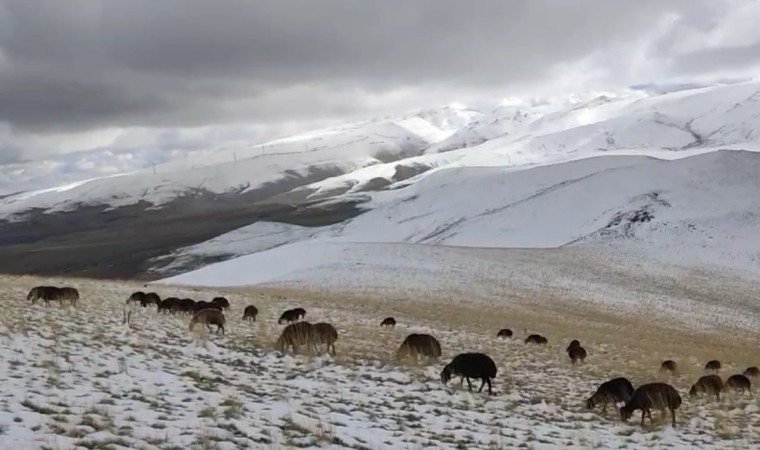Ağrıda yaylaya çıkan koyunlar kar altında kaldı