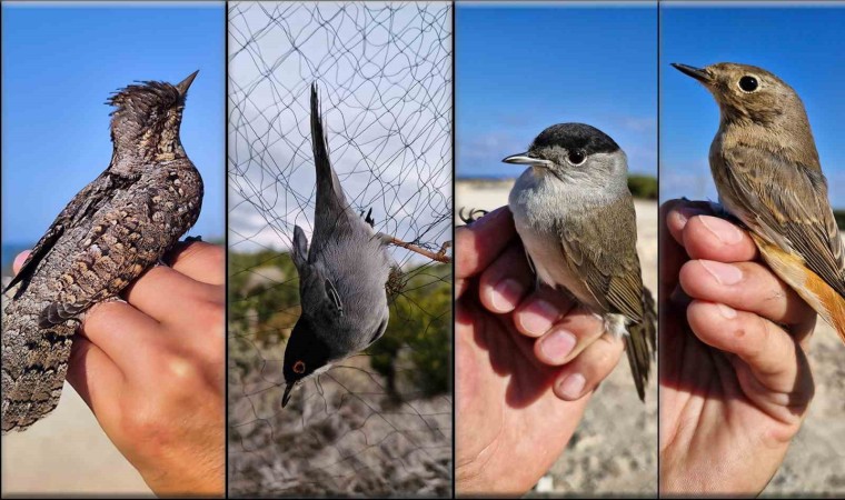 ALKÜ öncülüğünde Kıbrısın ilk kuş halkalama istasyonu kuruldu
