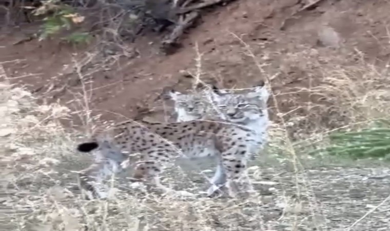 Elazığda nesli tükenme tehlikesi altında olan 2 vaşak görüntülendi