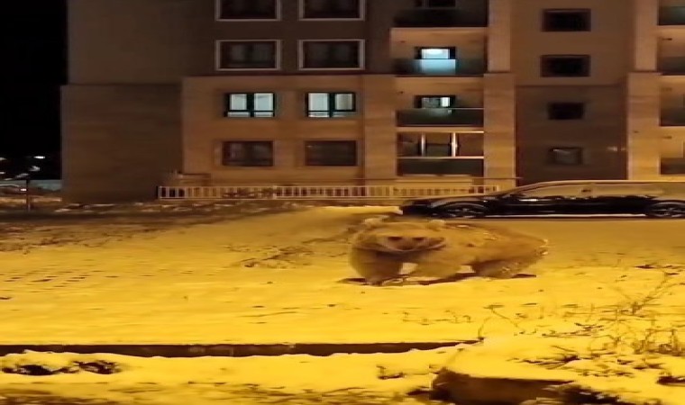 Sarıkamışta kış uykusuna yatmayan ayılar kamerada