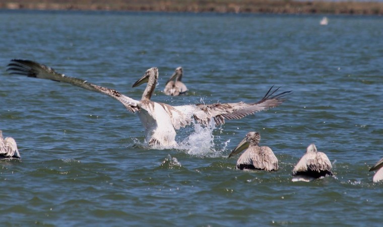 EKODOS Azap Gölünün şansı, tepeli pelikanlara dikkat çekti