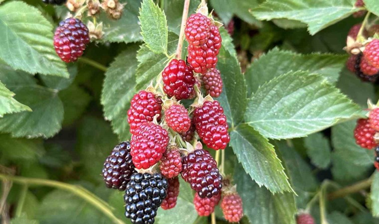 Erzincanda böğürtlen yetiştiriciliği yaygınlaşıyor