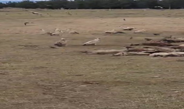 Gölede kara akbaba sürüsü görüntülendi