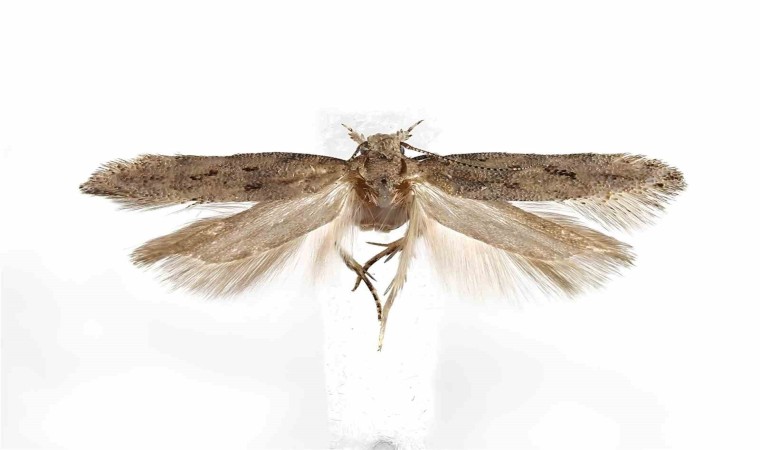 Kuzey Kıbrısta yeni bir gece kelebeği türü keşfedildi