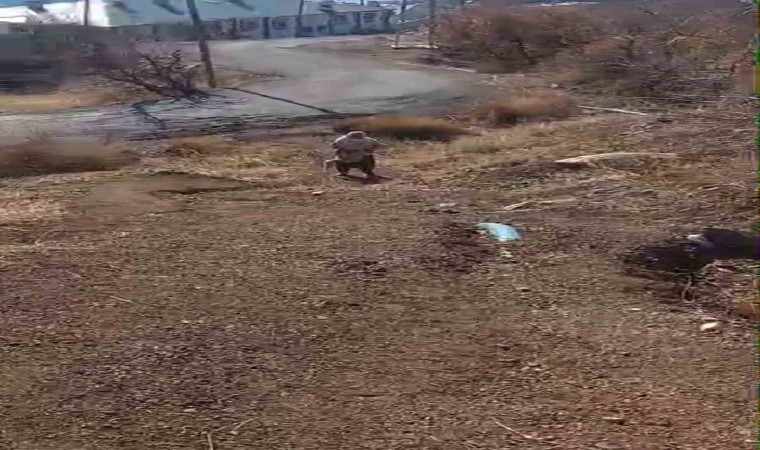 80 yaşındaki Tayyibe nine kümesine dadanan tilkiyi suçüstü yakaladı