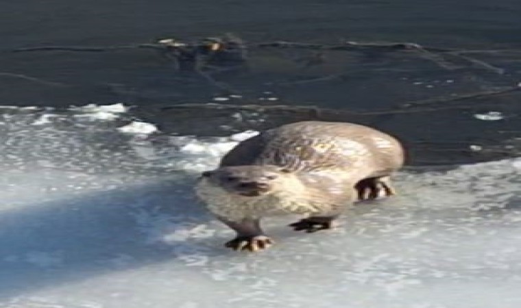 Ardahanda su samuru görüntülendi