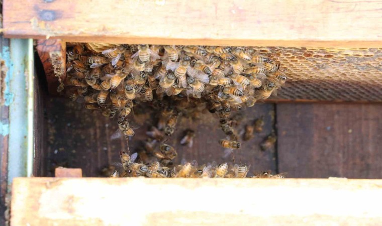 Arılar yıllar sonra ilk defa kış uykusuna erken yattı