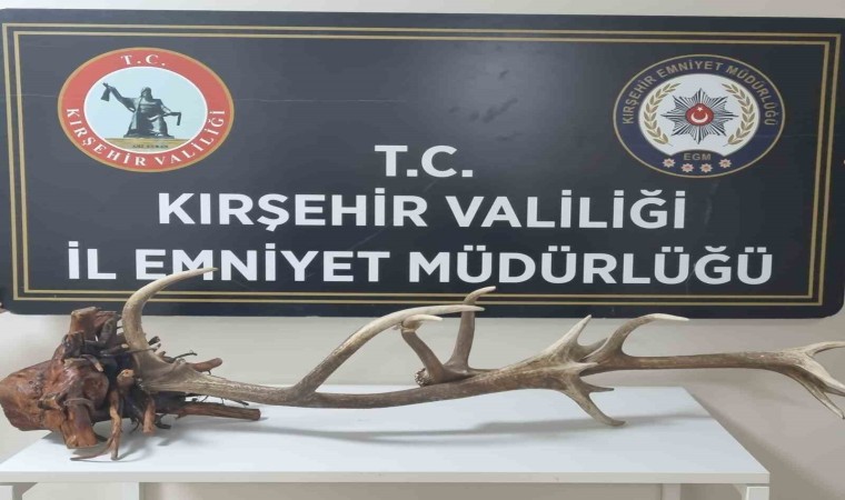 Avlanması yasak kızıl geyik boynuzunu satarken yakalandı