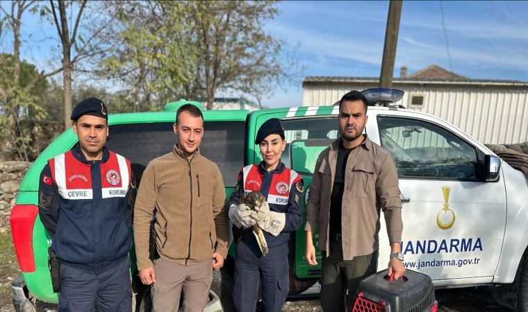 Aydında yaralı kızıl şahin bulundu