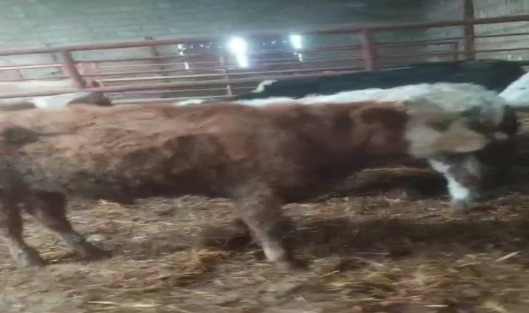 Aydından çalınan hayvanlar Kayseride bulundu