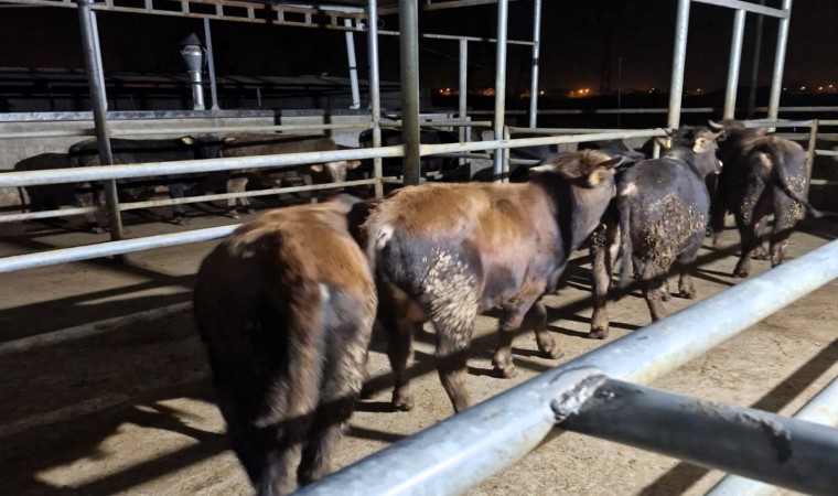 Babaeskide hayvan kaçakçılarına 139 bin 986 TL para cezası