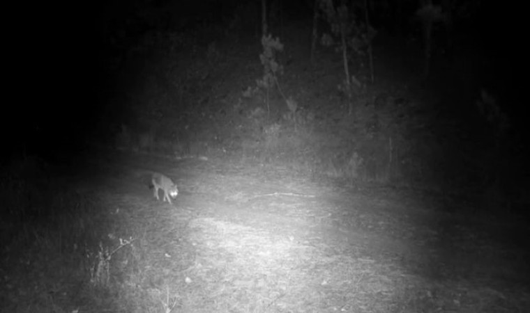 Çankırıda yaban hayvanlarının karla kaplı doğadaki yaşamı kamerada