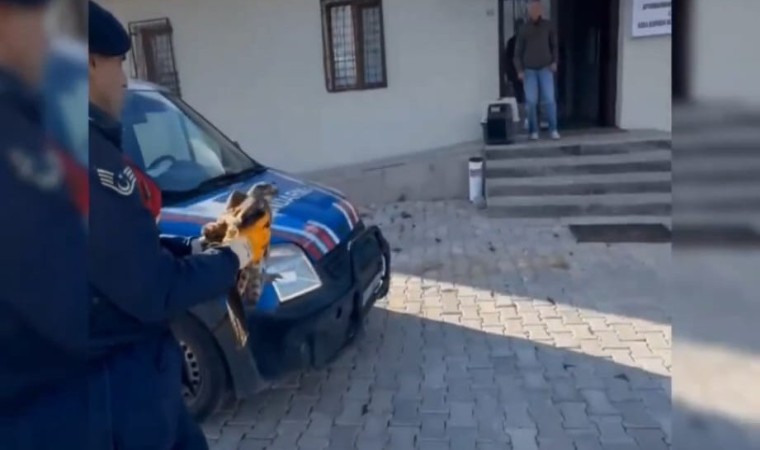 Devriye gezen jandarmanın bulduğu yaralı kızılşahin koruma altına alındı