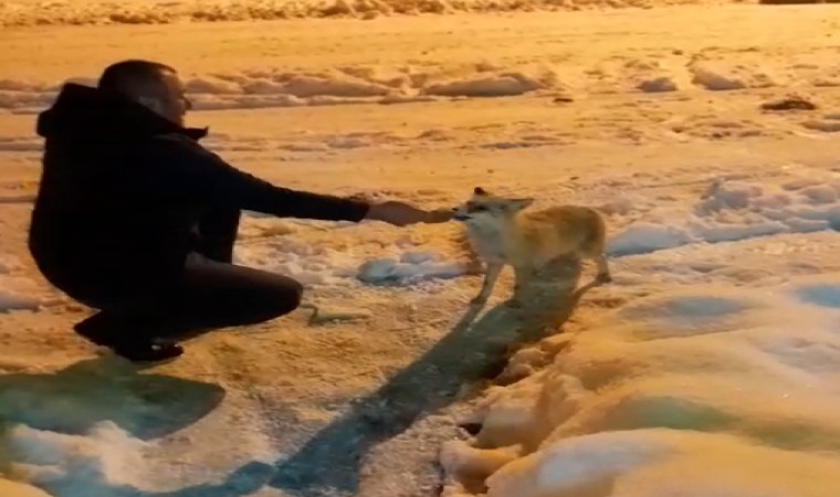 Eksi 18 derece havada yiyecek arayan tilkiyi vatandaş elleriyle besledi