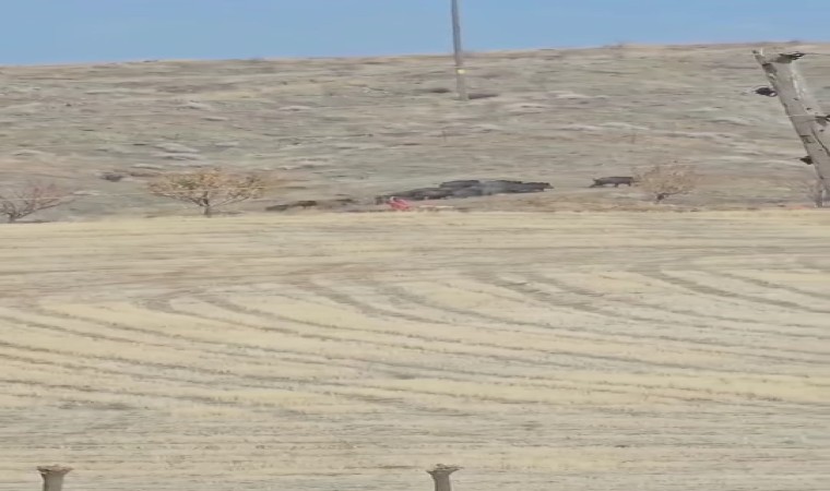 Elazığda domuz sürüsü görüldü