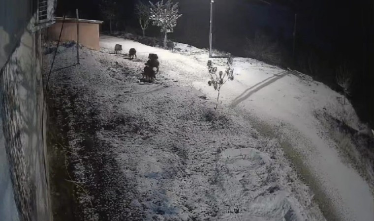 Elazığda yiyecek arayan domuz sürüsü kameraya yansıdı